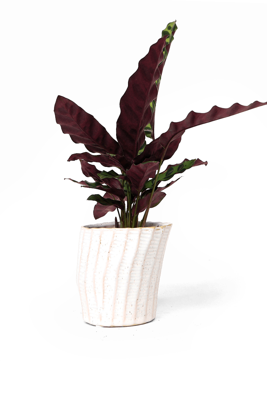 Katakana Ceramic Pot Planter - Chive Ceramics Studio - Pots - Chive Ceramics Studio