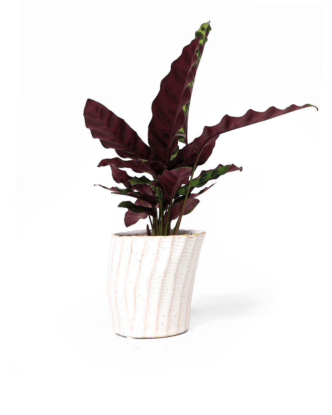 Katakana Ceramic Pot Planter - Chive Ceramics Studio - Pots - Chive Ceramics Studio