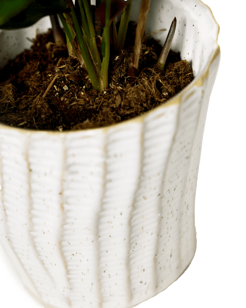 Katakana Ceramic Pot Planter - Chive Ceramics Studio - Pots - Chive Ceramics Studio