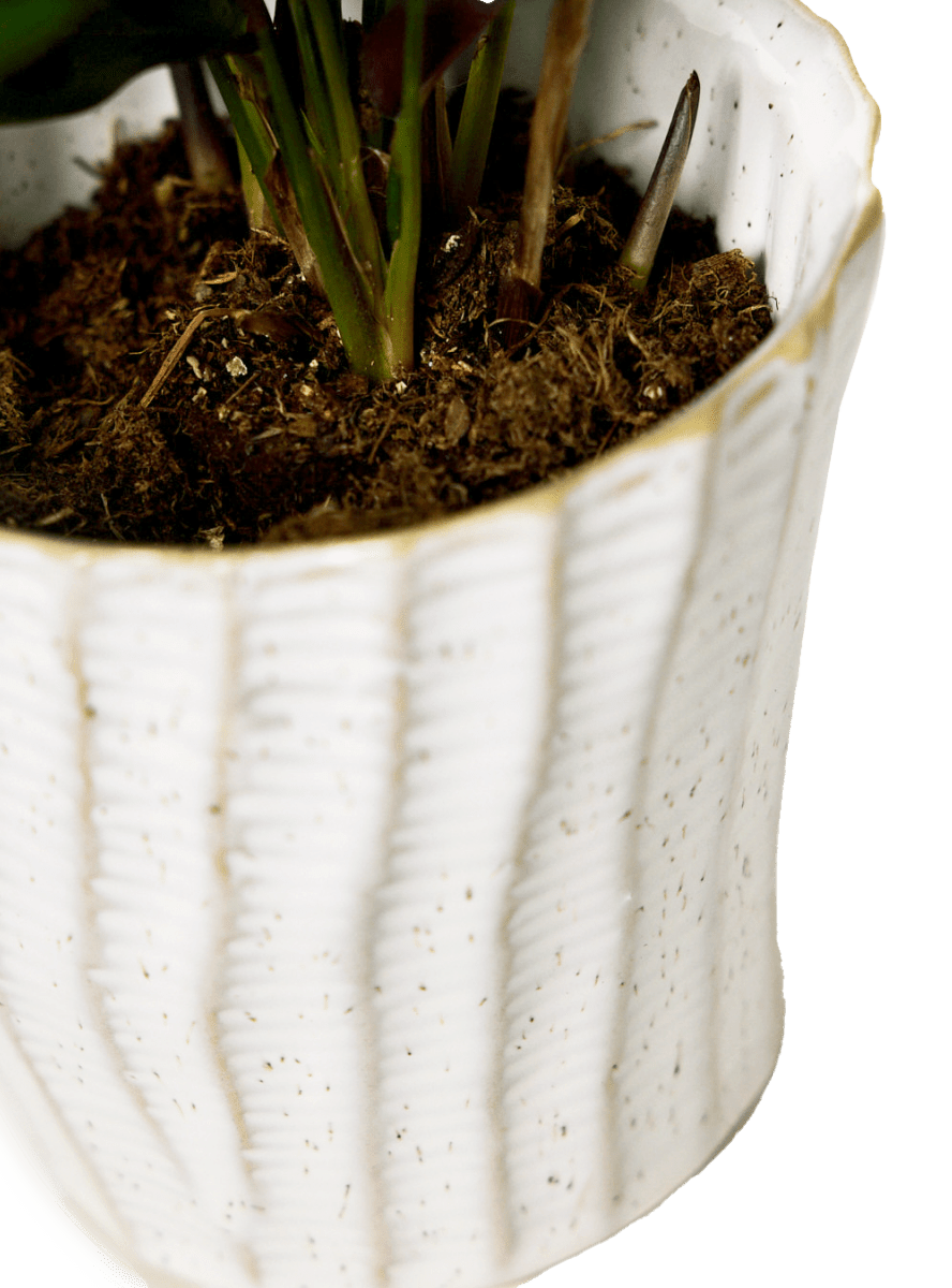 Katakana Ceramic Pot Planter - Chive Ceramics Studio - Pots - Chive Ceramics Studio