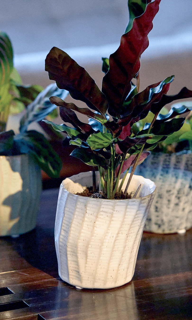 Katakana Ceramic Pot Planter - Chive Ceramics Studio - Pots - Chive Ceramics Studio