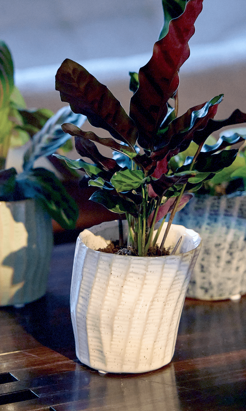 Katakana Ceramic Pot Planter - Chive Ceramics Studio - Pots - Chive Ceramics Studio