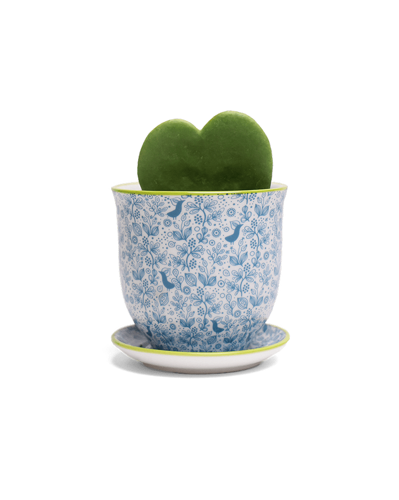 Liberte Porcelain Pot And Saucer Set With Drainage - Chive Ceramics Studio - Pots - Chive Ceramics Studio