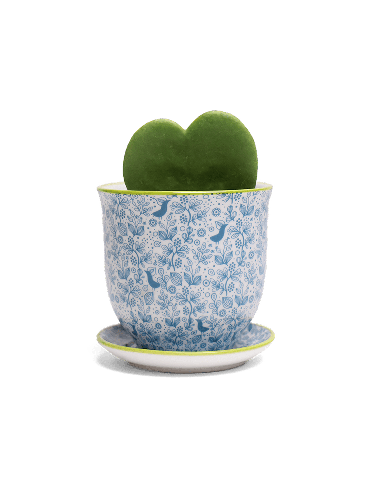 Liberte Porcelain Pot And Saucer Set With Drainage - Chive Ceramics Studio - Pots - Chive Ceramics Studio