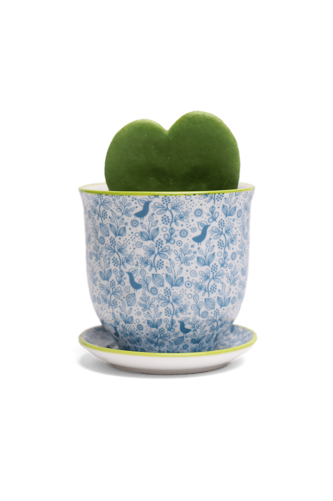 Liberte Porcelain Pot And Saucer Set With Drainage - Chive Ceramics Studio - Pots - Chive Ceramics Studio