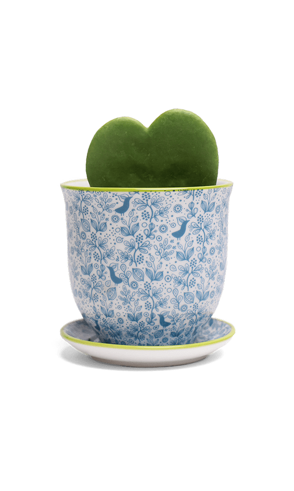 Liberte Porcelain Pot And Saucer Set With Drainage - Chive Ceramics Studio - Pots - Chive Ceramics Studio