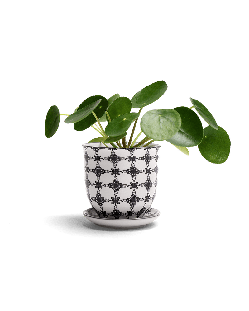 Liberte Porcelain Pot And Saucer Set With Drainage - Chive Ceramics Studio - Pots - Chive Ceramics Studio