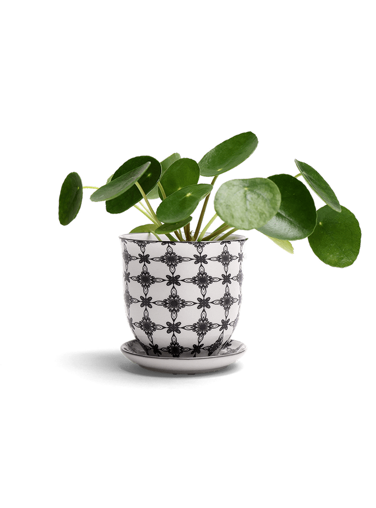 Liberte Porcelain Pot And Saucer Set With Drainage - Chive Ceramics Studio - Pots - Chive Ceramics Studio