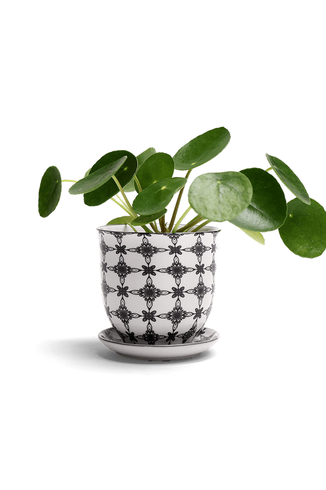 Liberte Porcelain Pot And Saucer Set With Drainage - Chive Ceramics Studio - Pots - Chive Ceramics Studio
