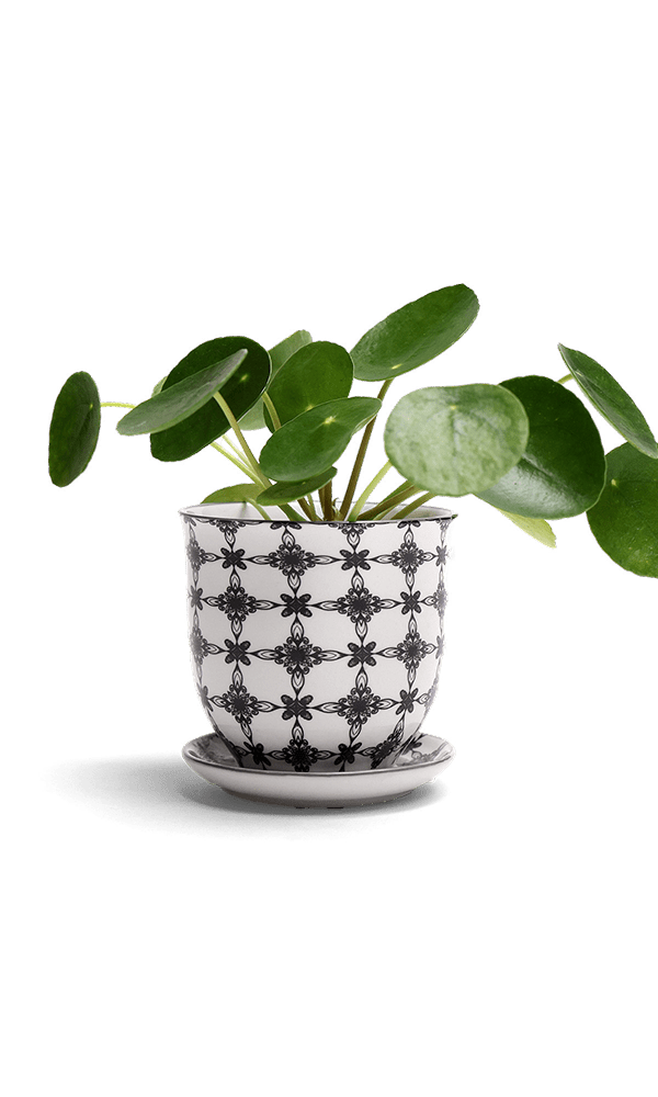 Liberte Porcelain Pot And Saucer Set With Drainage - Chive Ceramics Studio - Pots - Chive Ceramics Studio