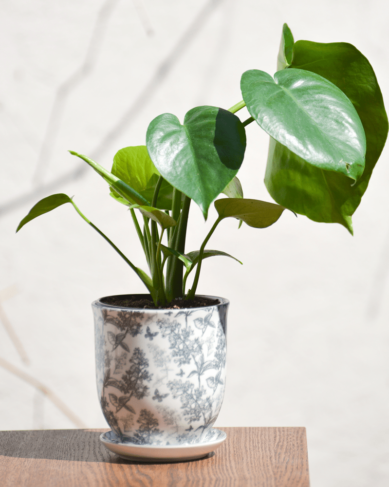 Liberte Porcelain Pot And Saucer Set With Drainage - Chive Ceramics Studio - Pots - Chive Ceramics Studio