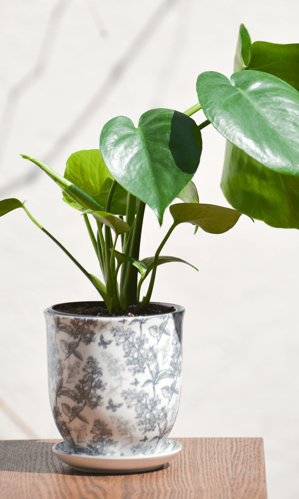 Liberte Porcelain Pot And Saucer Set With Drainage - Chive Ceramics Studio - Pots - Chive Ceramics Studio