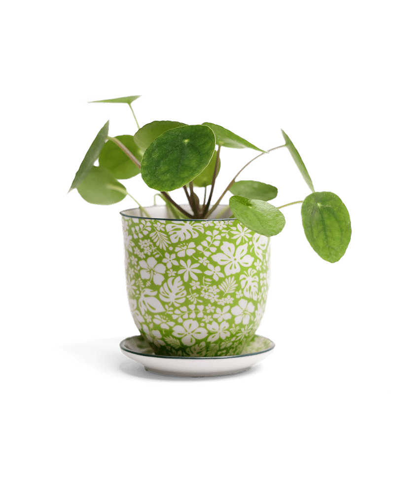 Liberte Porcelain Pot And Saucer Set With Drainage - Chive Ceramics Studio - Pots - Chive Ceramics Studio