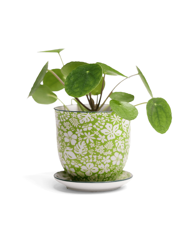 Liberte Porcelain Pot And Saucer Set With Drainage - Chive Ceramics Studio - Pots - Chive Ceramics Studio