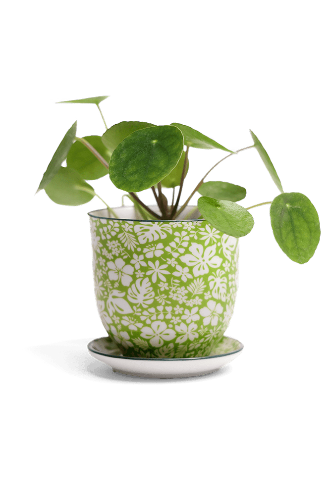 Liberte Porcelain Pot And Saucer Set With Drainage - Chive Ceramics Studio - Pots - Chive Ceramics Studio