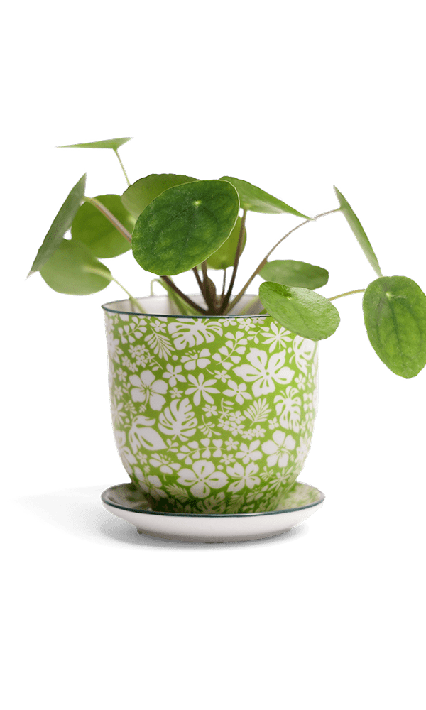 Liberte Porcelain Pot And Saucer Set With Drainage - Chive Ceramics Studio - Pots - Chive Ceramics Studio