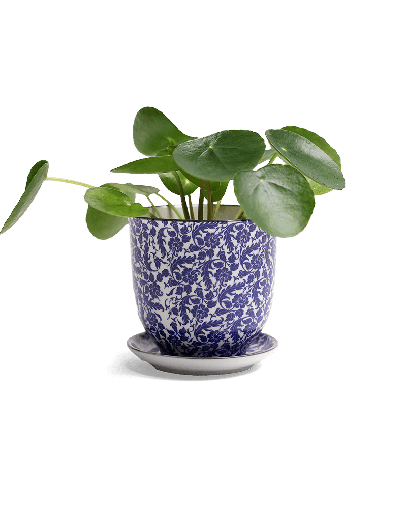 Liberte Porcelain Pot And Saucer Set With Drainage - Chive Ceramics Studio - Pots - Chive Ceramics Studio