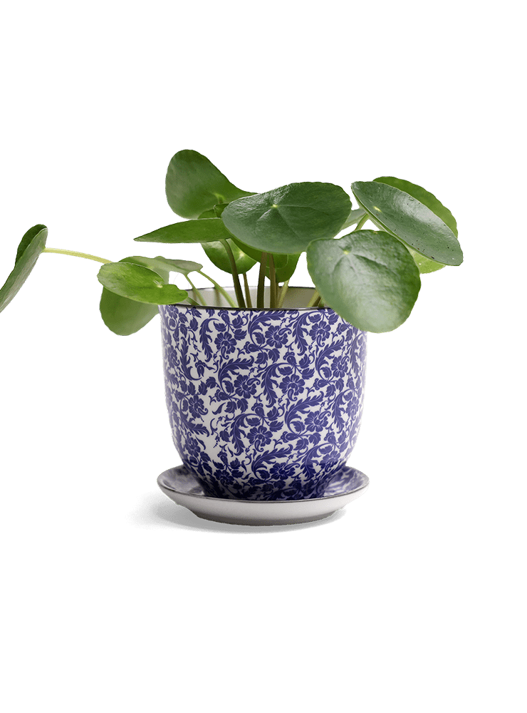 Liberte Porcelain Pot And Saucer Set With Drainage - Chive Ceramics Studio - Pots - Chive Ceramics Studio