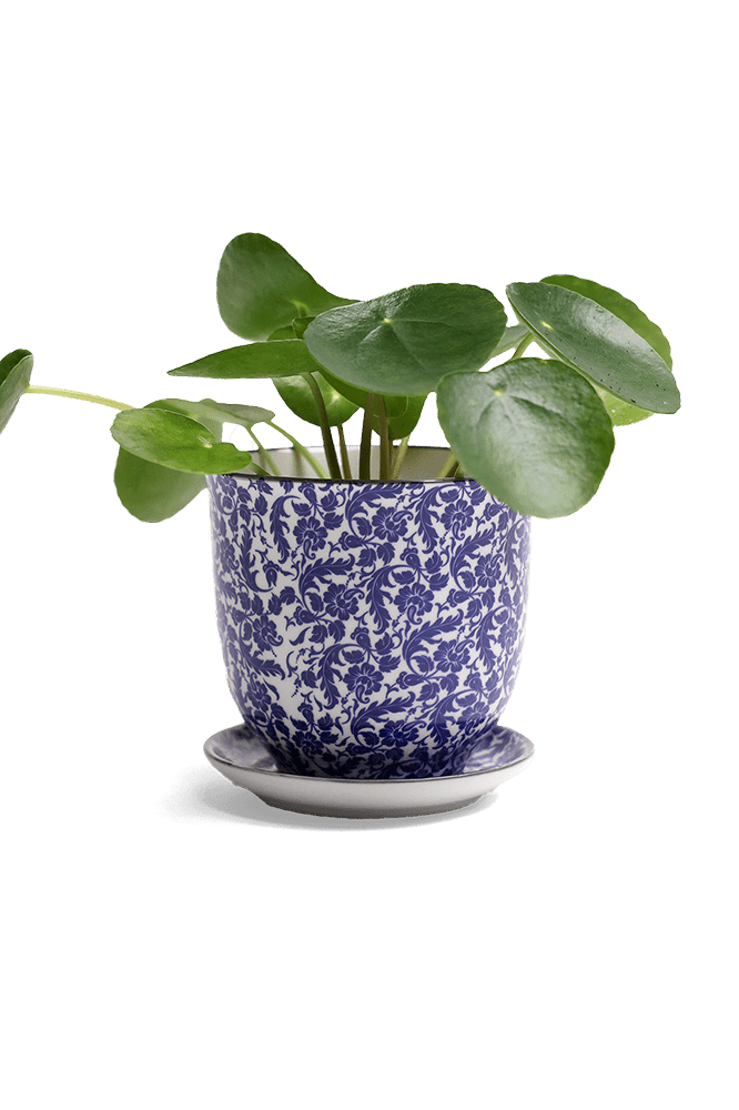 Liberte Porcelain Pot And Saucer Set With Drainage - Chive Ceramics Studio - Pots - Chive Ceramics Studio