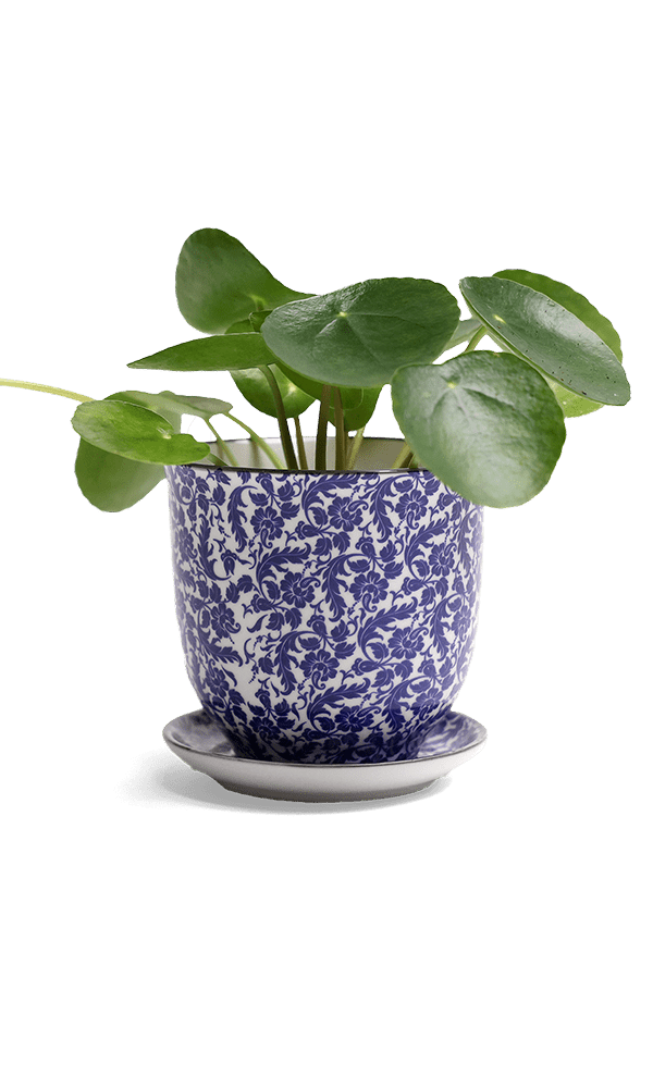 Liberte Porcelain Pot And Saucer Set With Drainage - Chive Ceramics Studio - Pots - Chive Ceramics Studio