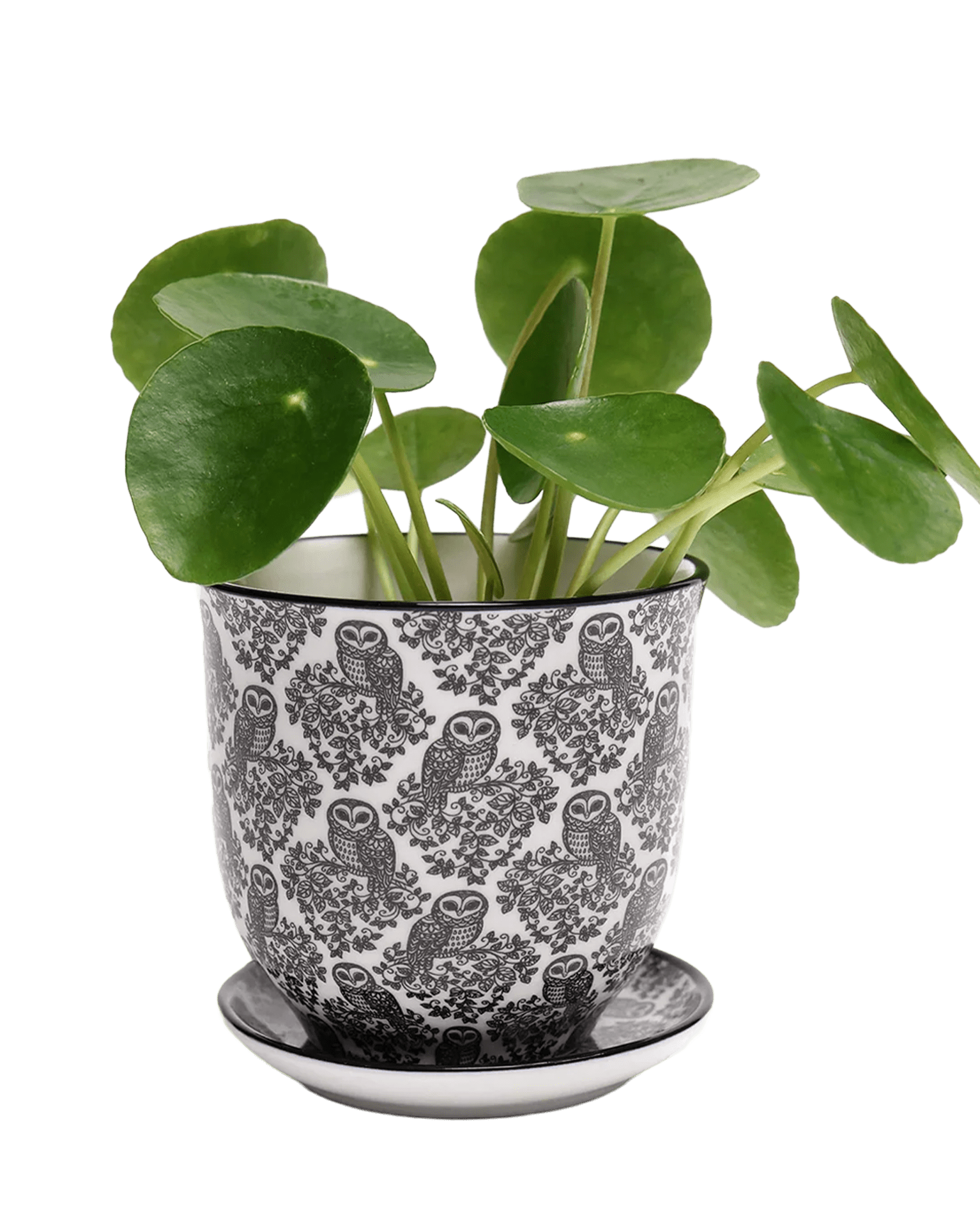 Liberte Porcelain Pot And Saucer 3.25" - Chive Ceramics Studio - Pots - Chive Ceramics Studio