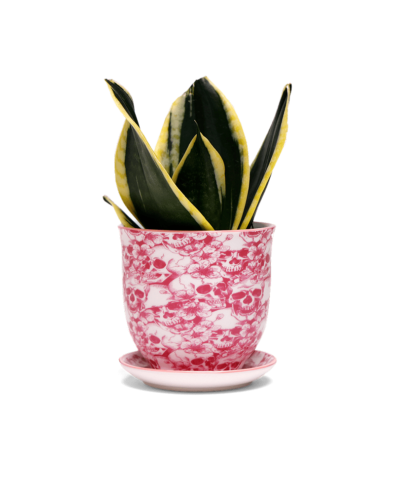 Liberte Porcelain Pot And Saucer 3.25" - Chive Ceramics Studio - Pots - Chive Ceramics Studio