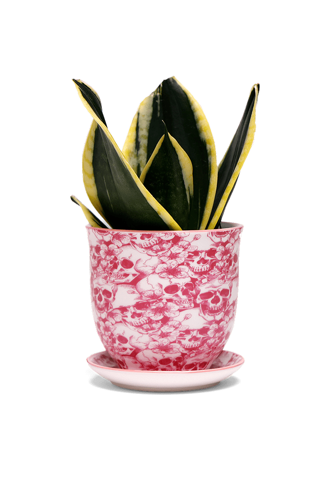 Liberte Porcelain Pot And Saucer 3.25" - Chive Ceramics Studio - Pots - Chive Ceramics Studio
