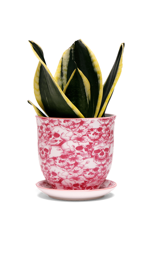 Liberte Porcelain Pot And Saucer 3.25" - Chive Ceramics Studio - Pots - Chive Ceramics Studio