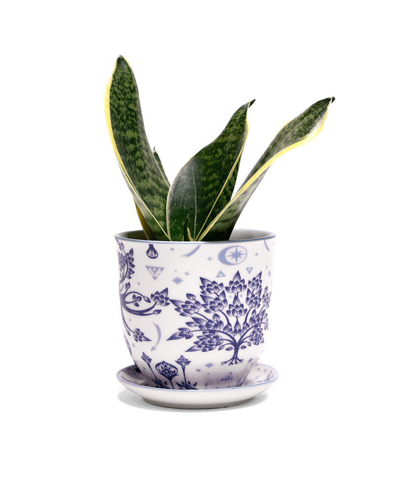 Liberte 5 Porcelain Pot And Saucer With Drainage - Chive Ceramics Studio - Pots - Chive Ceramics Studio