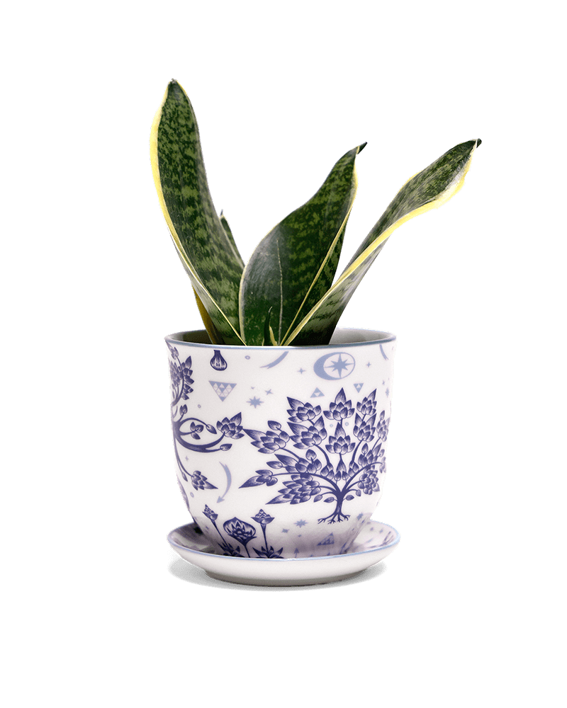 Liberte 5 Porcelain Pot And Saucer With Drainage - Chive Ceramics Studio - Pots - Chive Ceramics Studio