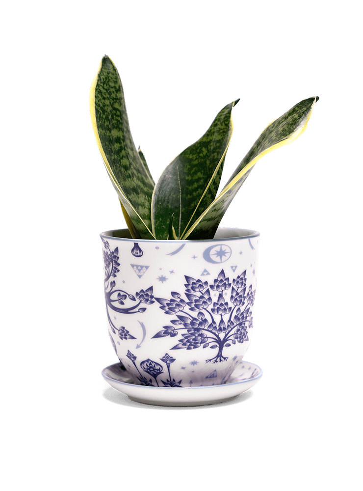 Liberte 5 Porcelain Pot And Saucer With Drainage - Chive Ceramics Studio - Pots - Chive Ceramics Studio