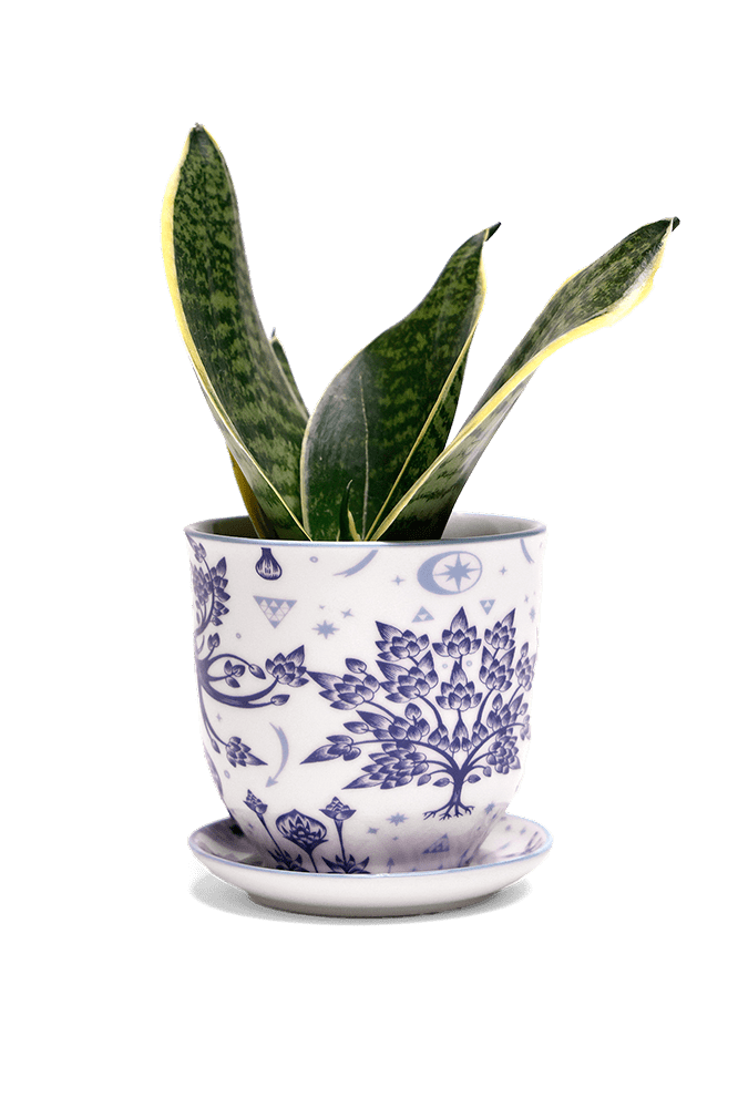 Liberte 5 Porcelain Pot And Saucer With Drainage - Chive Ceramics Studio - Pots - Chive Ceramics Studio