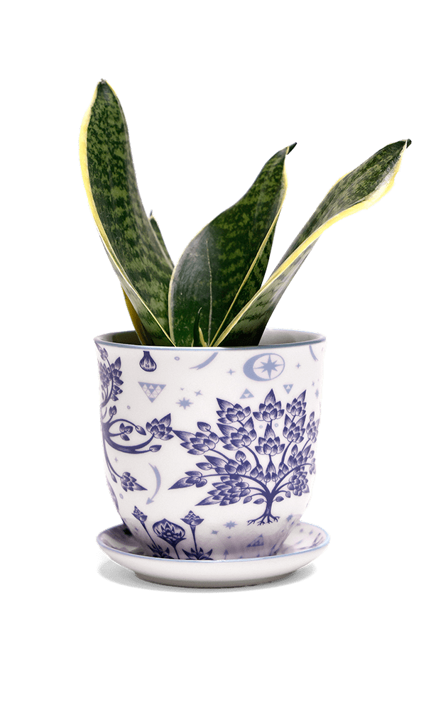 Liberte 5 Porcelain Pot And Saucer With Drainage - Chive Ceramics Studio - Pots - Chive Ceramics Studio
