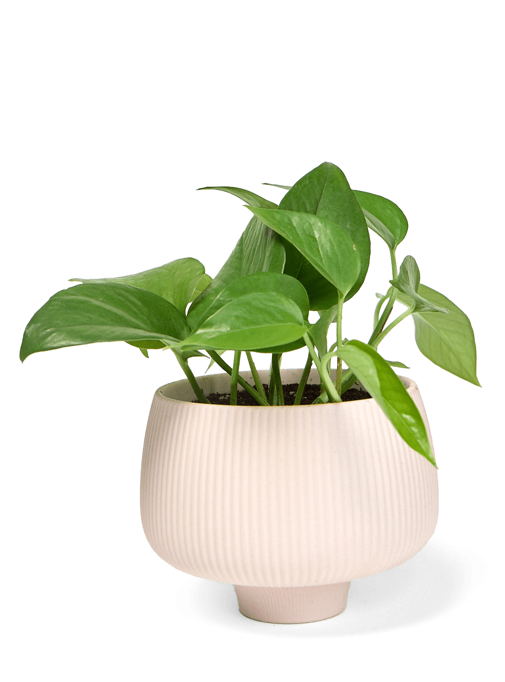 Lilo Porcelain Modern Indoor Plant Pot - Chive Ceramics Studio - Pots - Chive US