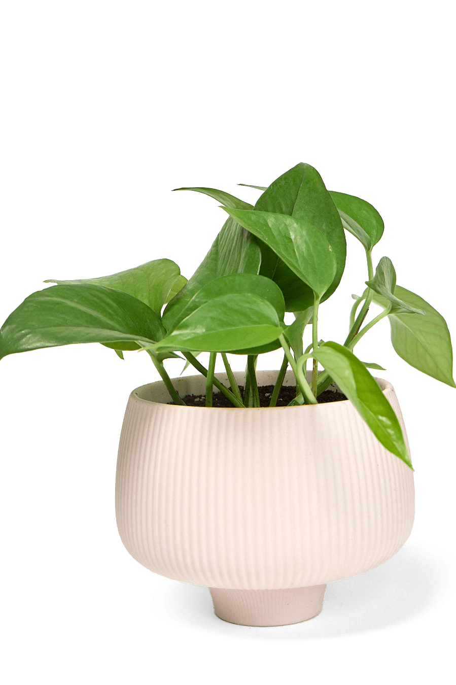 Lilo Porcelain Modern Indoor Plant Pot - Chive Ceramics Studio - Pots - Chive US