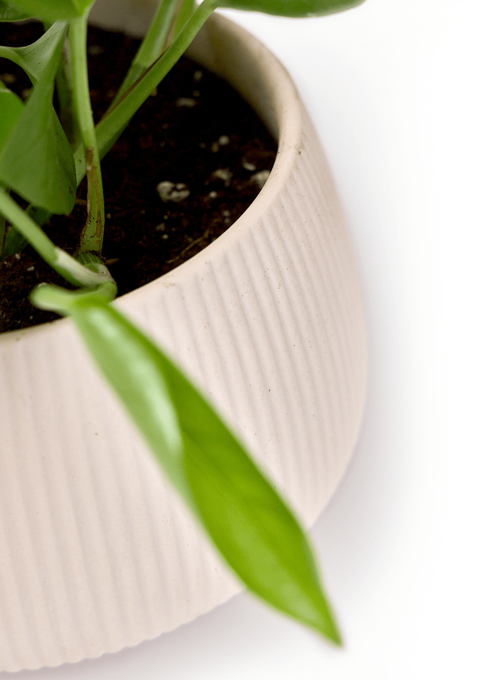 Lilo Porcelain Modern Indoor Plant Pot - Chive Ceramics Studio - Pots - Chive US