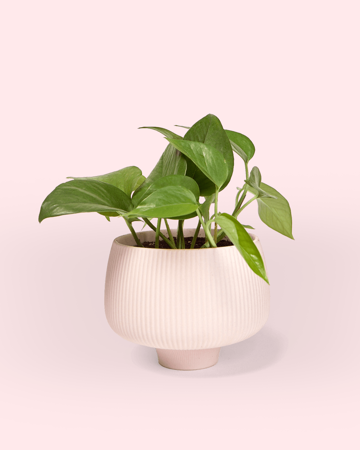 Lilo 4.5" Porcelain Modern Indoor Plant Pot - Chive Ceramics Studio - Pots - Chive Ceramics Studio