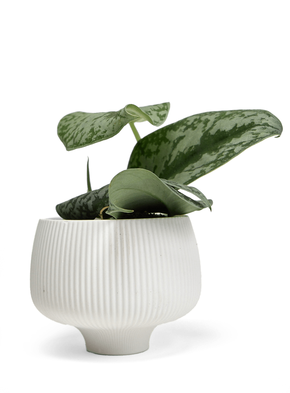 Lilo Porcelain Modern Indoor Plant Pot - Chive Ceramics Studio - Pots - Chive US