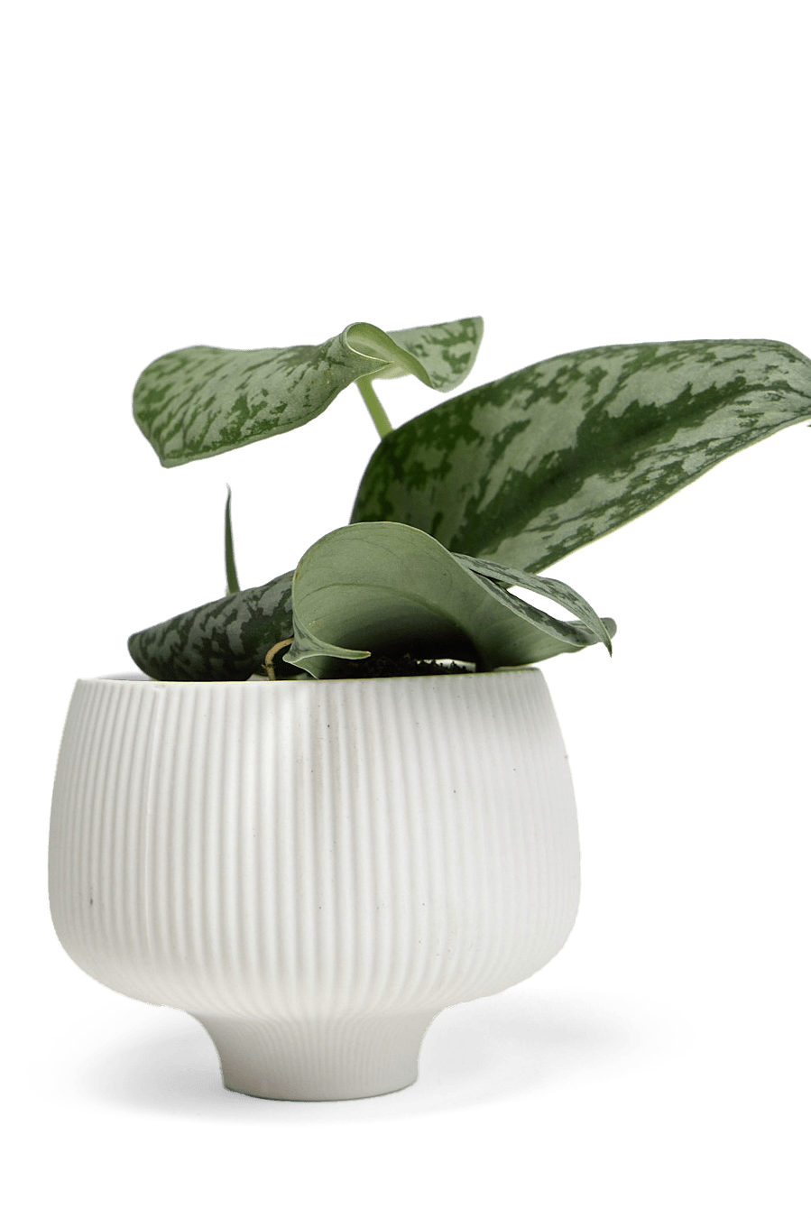 Lilo Porcelain Modern Indoor Plant Pot - Chive Ceramics Studio - Pots - Chive US
