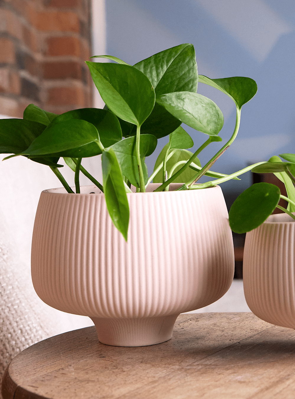 Lilo Porcelain Modern Indoor Plant Pot - Chive Ceramics Studio - Pots - Chive US