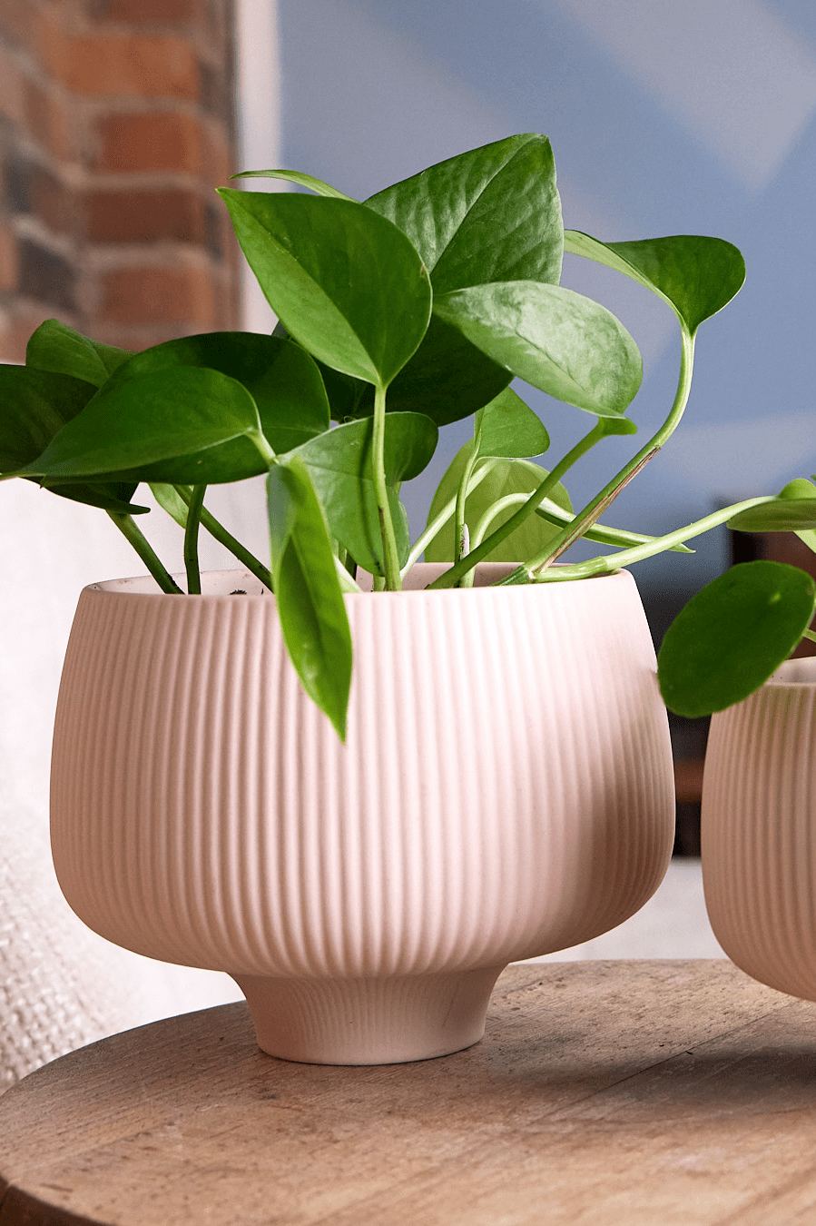 Lilo Porcelain Modern Indoor Plant Pot - Chive Ceramics Studio - Pots - Chive US