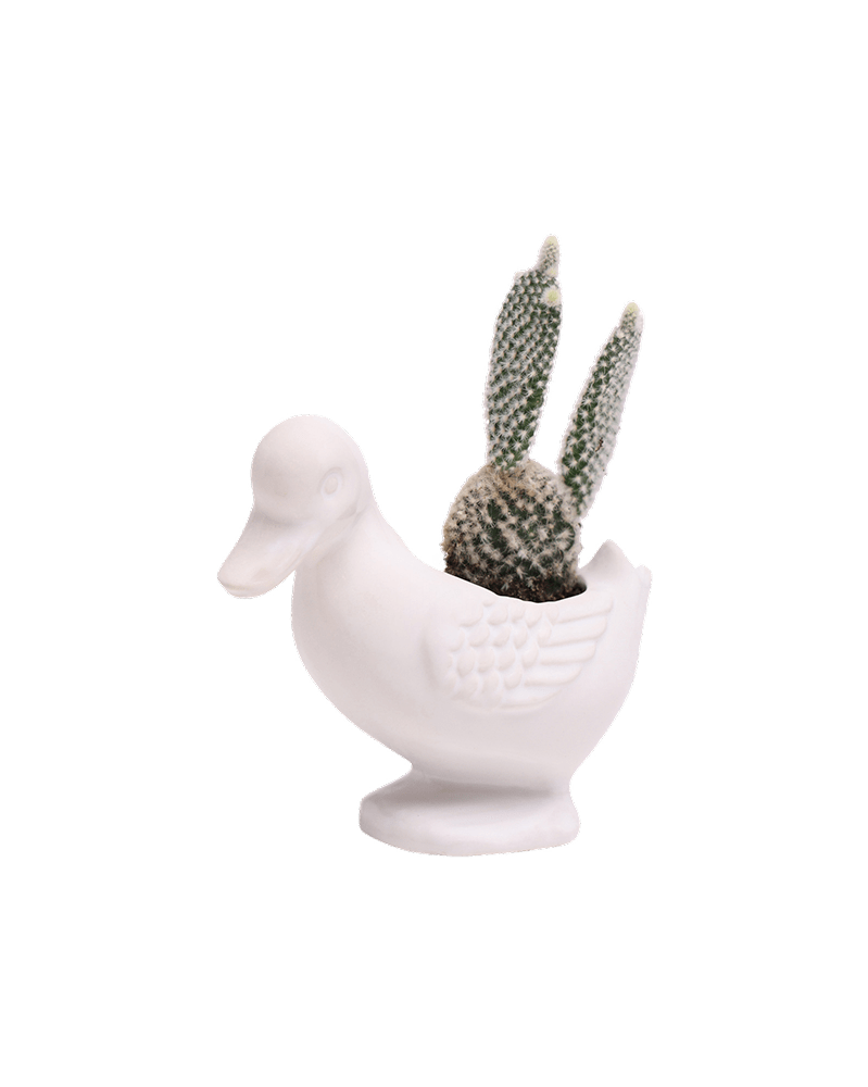 Duck Ceramic Indoor Plant Pot For Succulents - Chive Ceramics Studio - Pots - Chive US