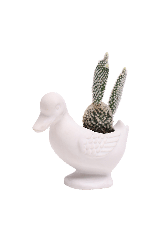 Duck Ceramic Indoor Plant Pot For Succulents - Chive Ceramics Studio - Pots - Chive US