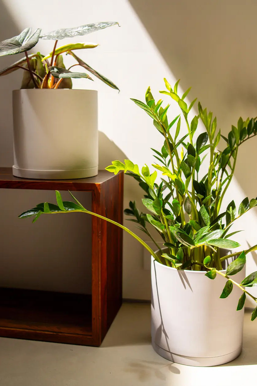 Two potted houseplants in matte white cylindrical pots, one on a dark wooden shelf and one on the floor, lit by warm natural sunlight casting shadows against a beige wall.