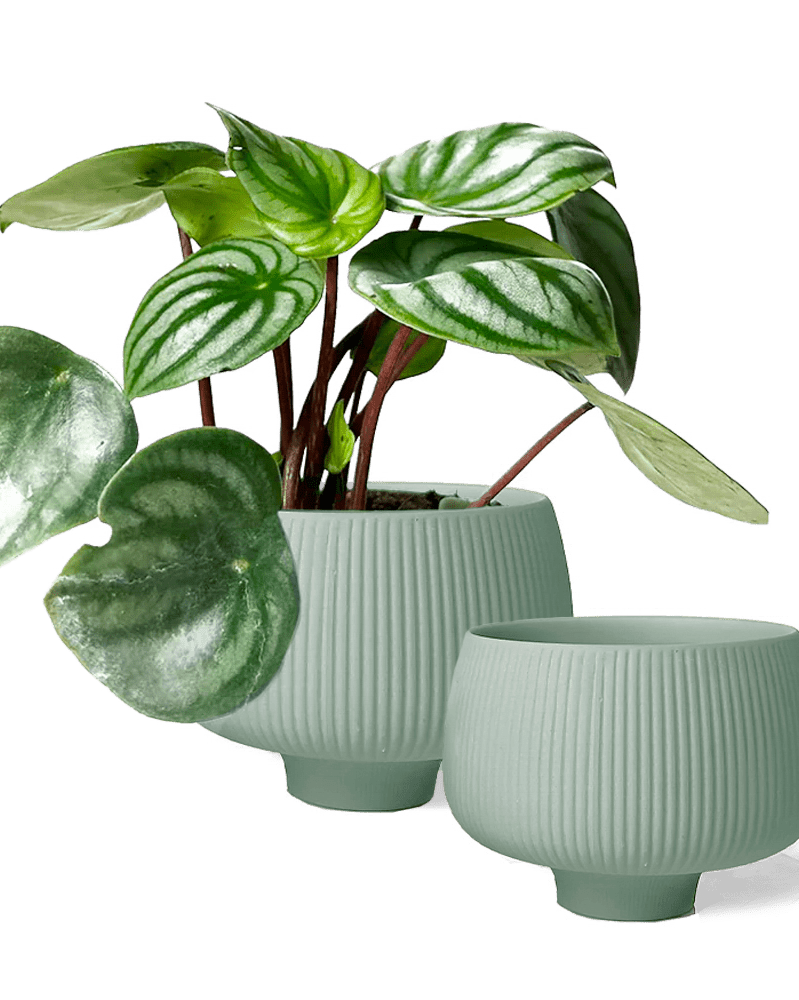 Lilo Porcelain Modern Indoor Plant Pot - Chive Ceramics Studio - Pots - Chive Ceramics Studio