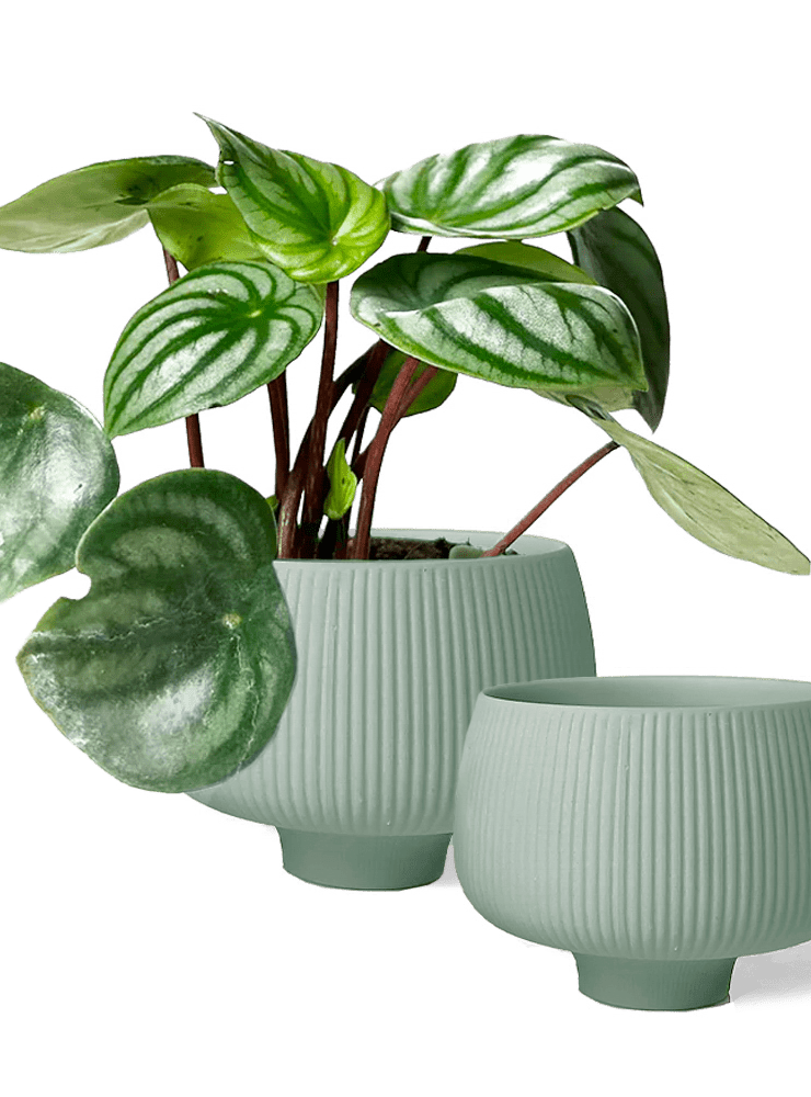 Lilo Porcelain Modern Indoor Plant Pot - Chive Ceramics Studio - Pots - Chive Ceramics Studio