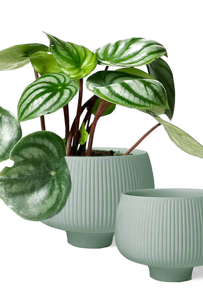 Lilo Porcelain Modern Indoor Plant Pot - Chive Ceramics Studio - Pots - Chive Ceramics Studio