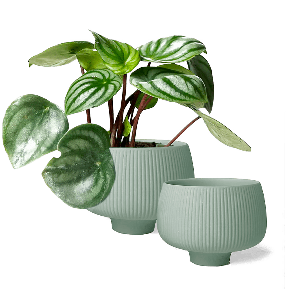 Lilo Porcelain Modern Indoor Plant Pot - Chive Ceramics Studio - Pots - Chive Ceramics Studio