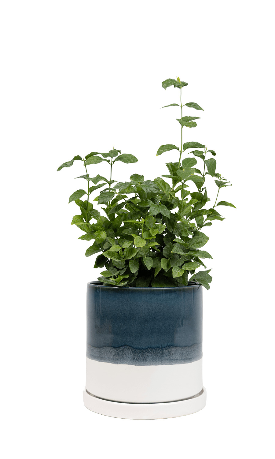 Large Minute Ceramic Pots & Saucer | 6", 7" & 8" Indoor Planter - Chive Ceramics Studio - Pots - Chive Ceramics Studio