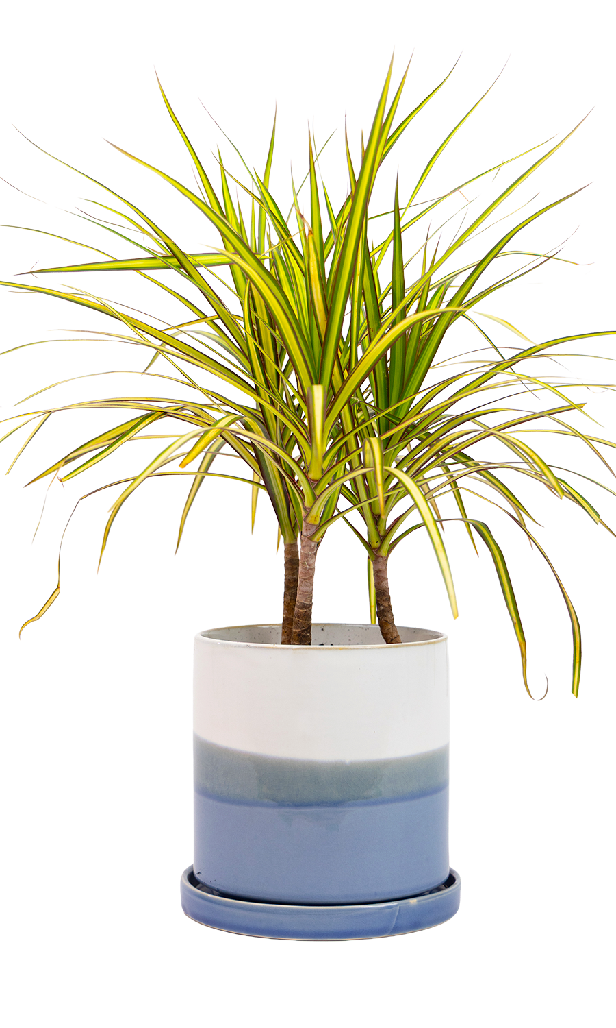 Large Minute Ceramic Pots & Saucer | 6", 7" & 8" Indoor Planter - Chive Ceramics Studio - Pots - Chive Ceramics Studio